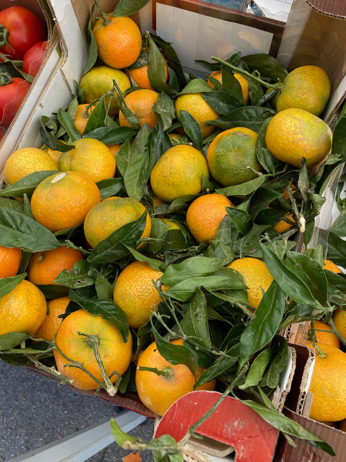 Did You Know. . . Oranges Are Naturally Green?