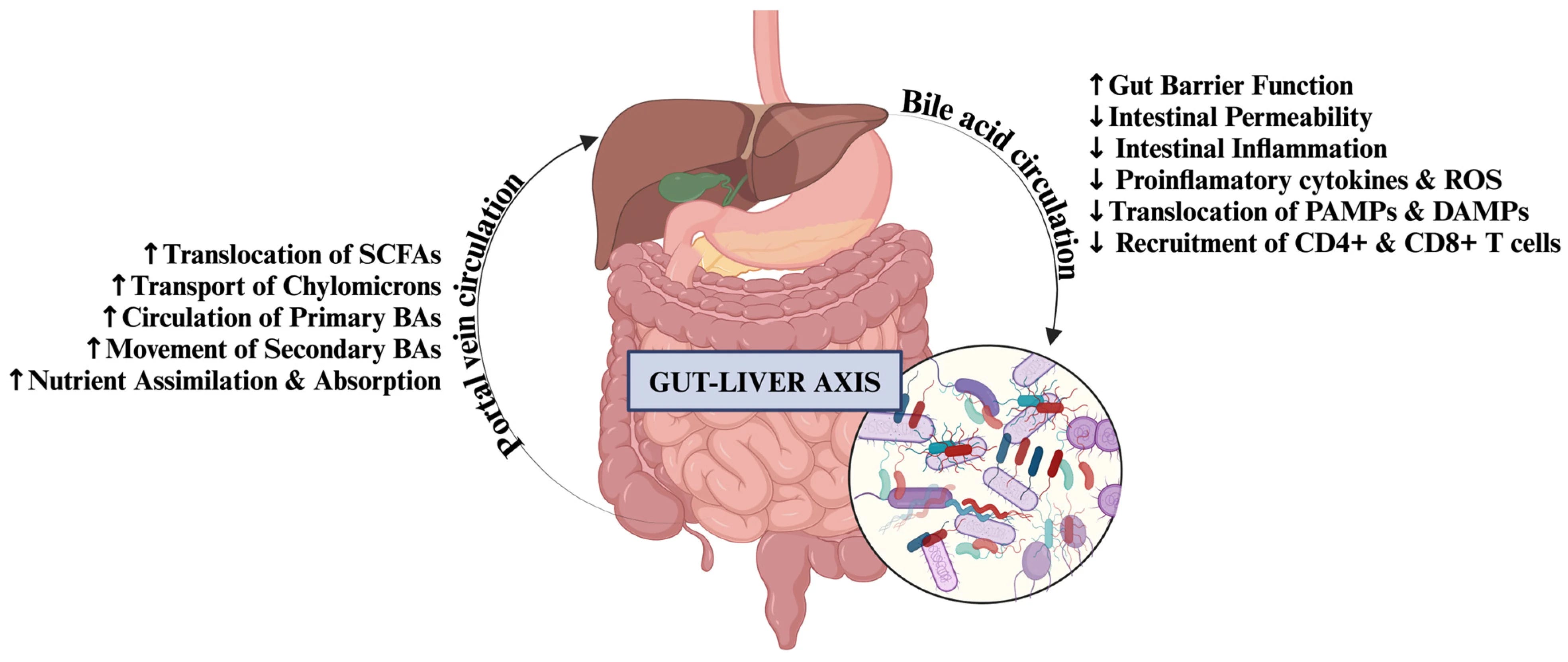 does glutathione peroxidase have iron Schematic representation of the ferroptosis pathway. Loss of iron