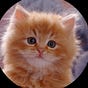 Ginger Theory's avatar