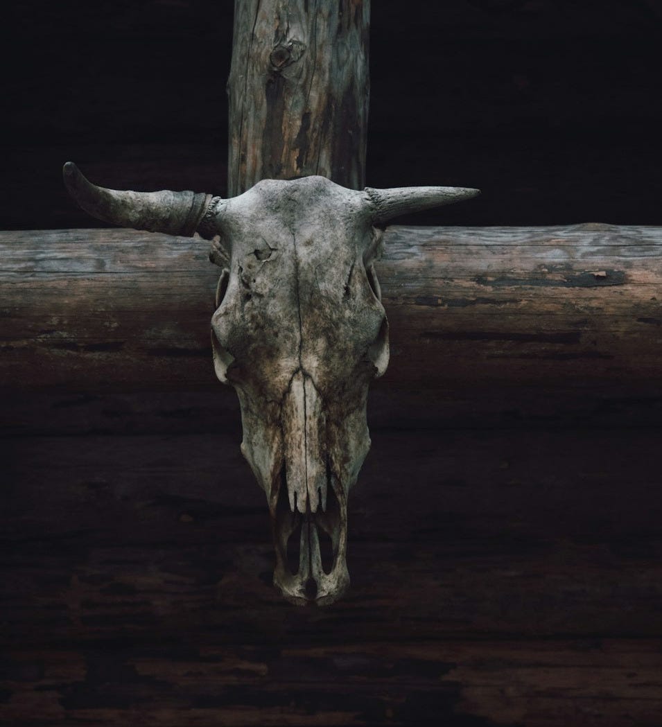 brown animal skull