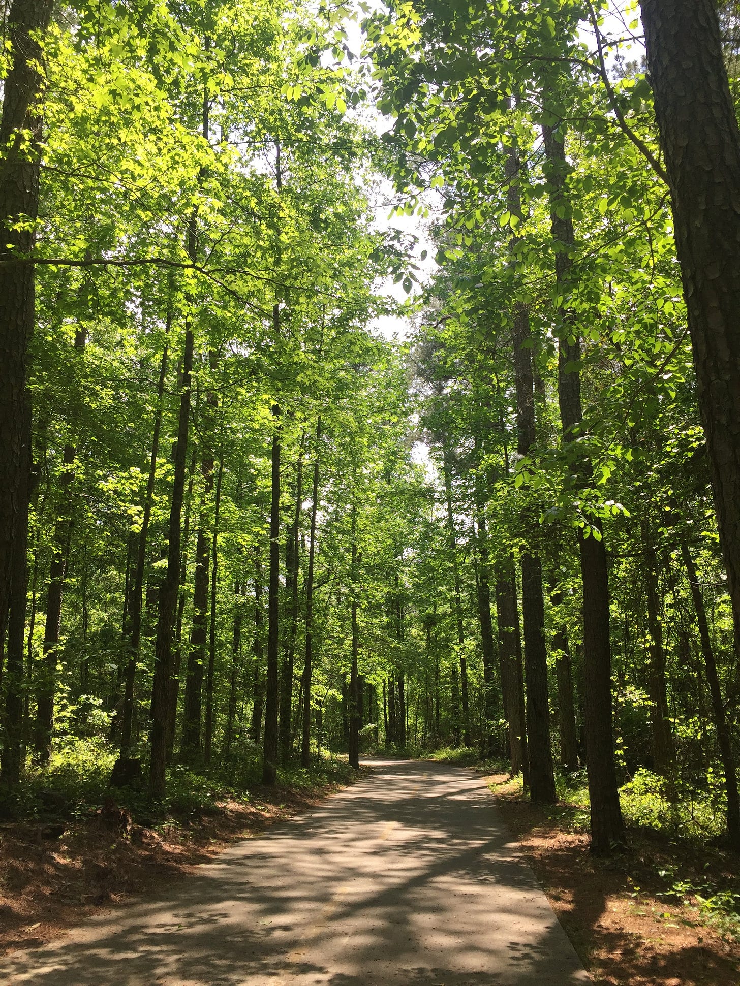 Photograph of a path through a green forest with tall trees lining the path.