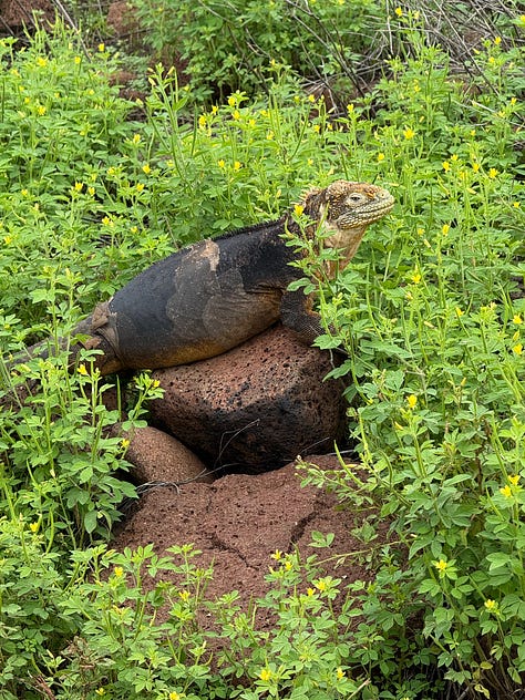 Animal pictures from the Galapagos