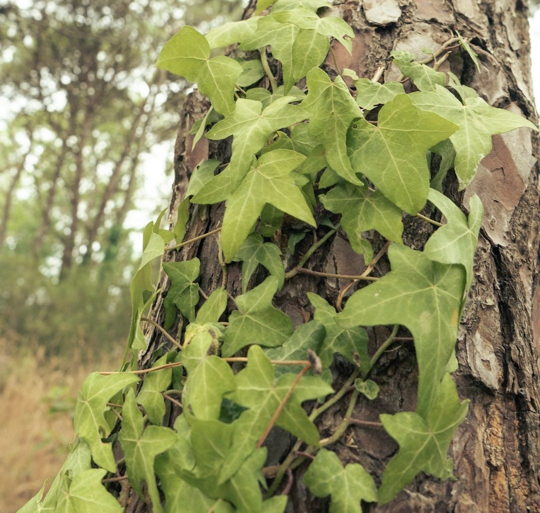 a tree trunk with ivy growing on it a tree trunk with ivy growing on it