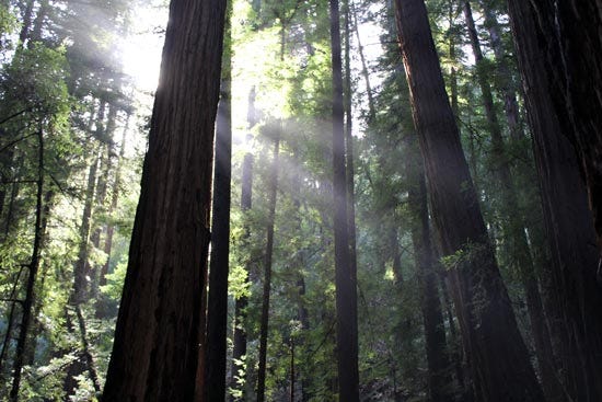 Free Online Guided Meditation