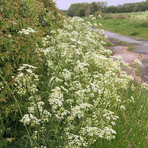 Cow parsley, frothy white flowers. Shown growing in hedgerows, and with a close up of the stem showing the ribbed structure.