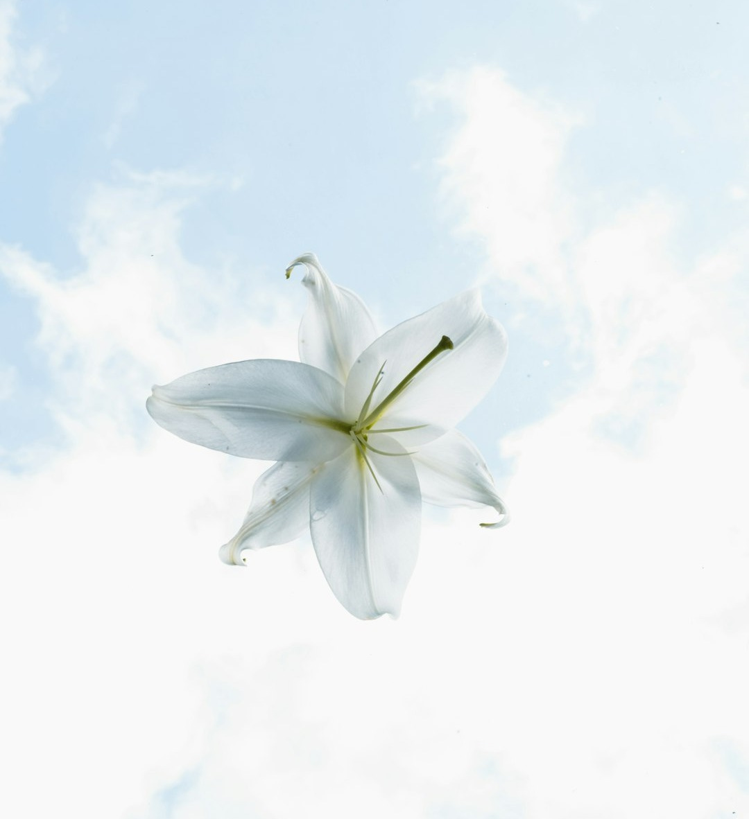 white flower under white clouds during daytime