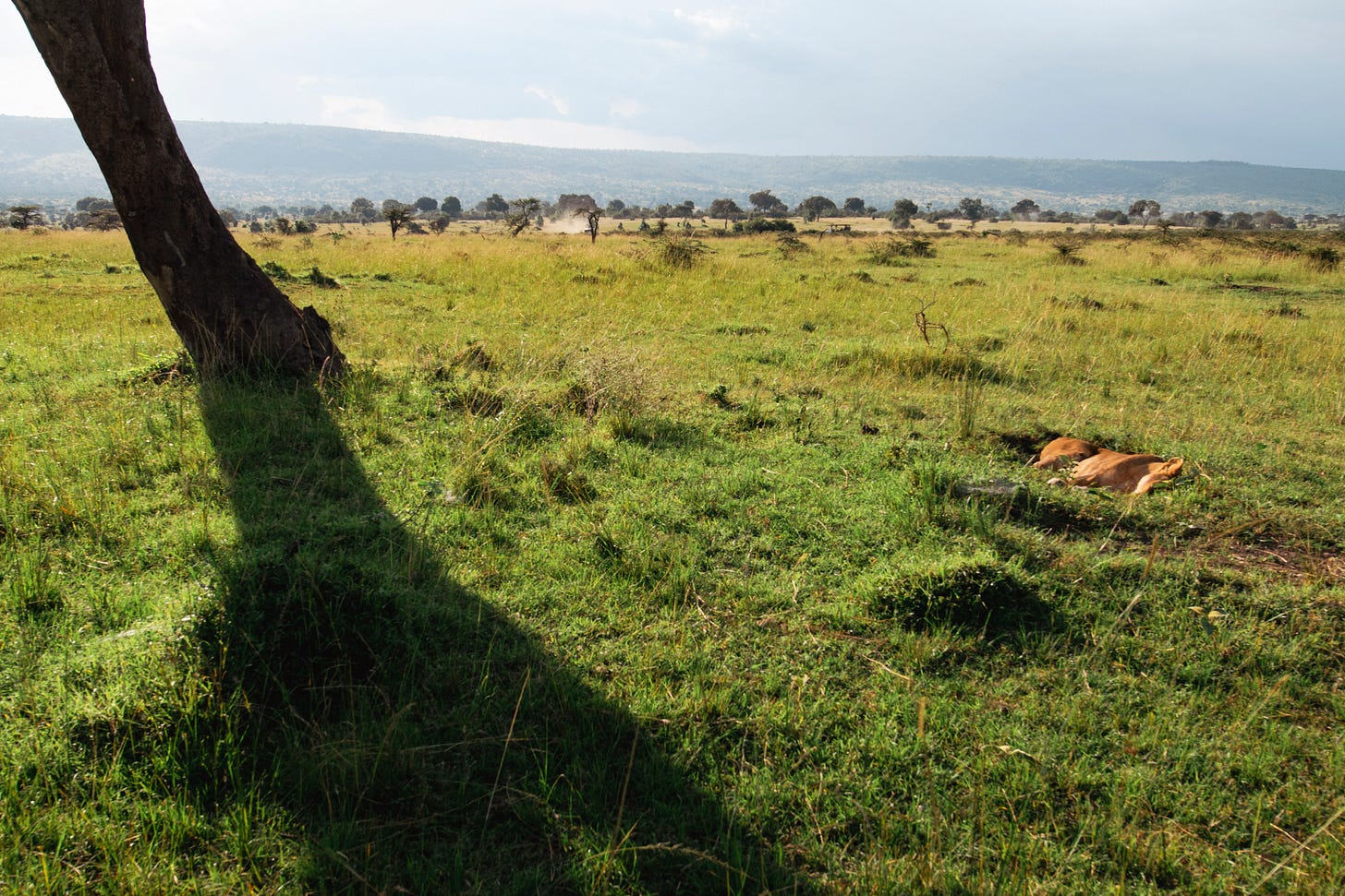 Landscape with lion lying on her side, nearly flat in a hole beside a tree
