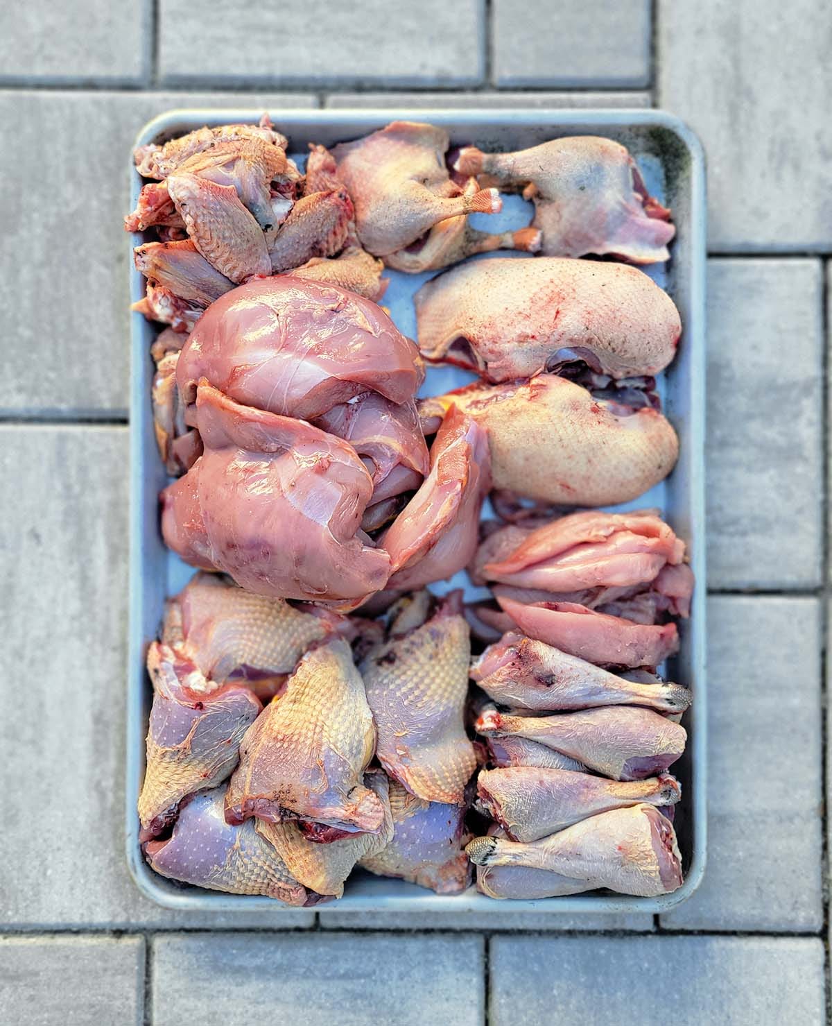 A tray full of parted out pheasants and ducks. 