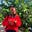 D. Adebusayo Oke's avatar