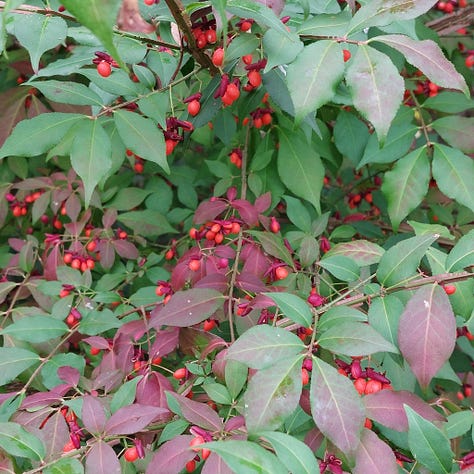 Three photos of burning bush; one with green leaves and red berries, a close up of corky "wings" on bark, plant in full red foliage.