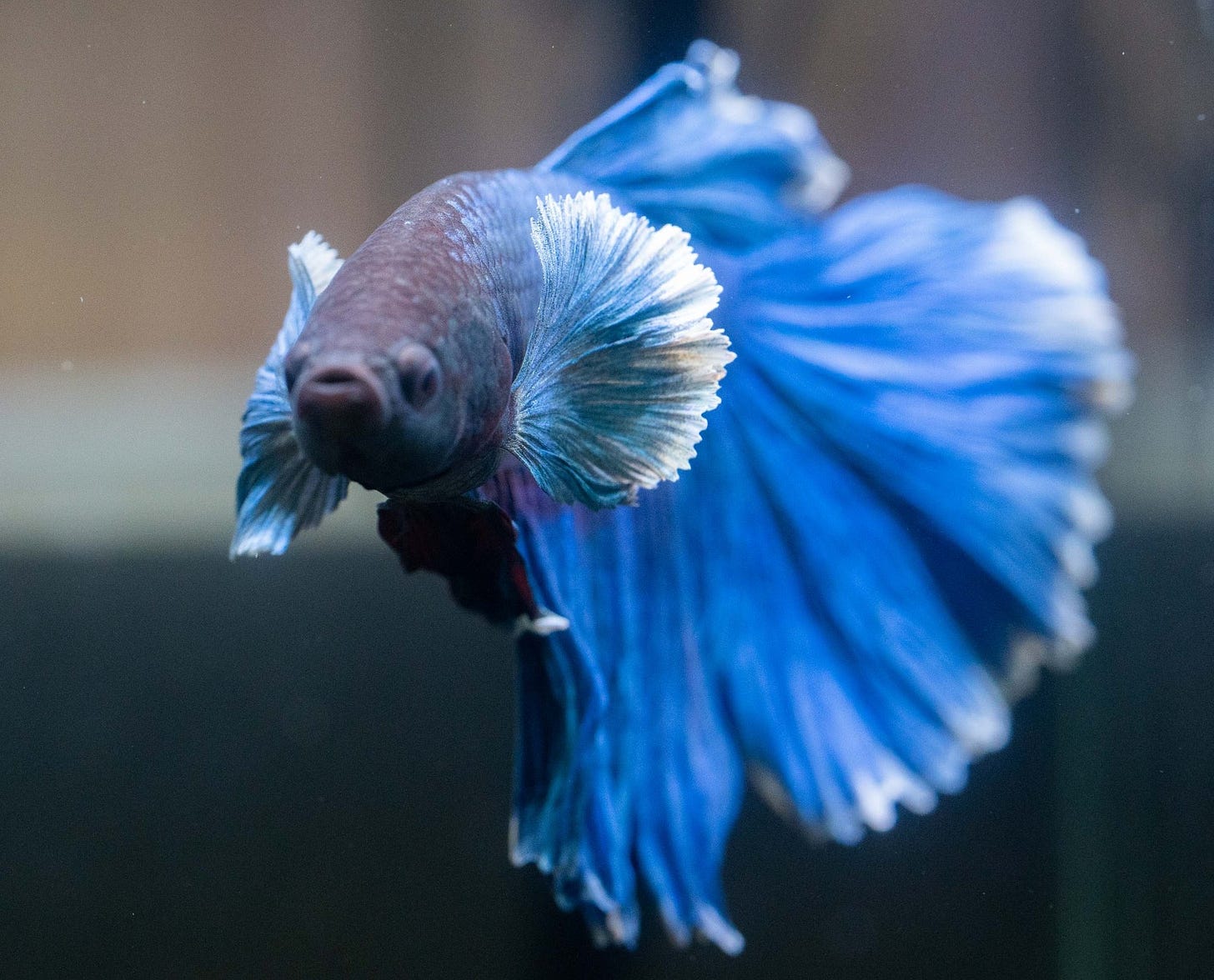 Tropicflow | Royal Blue Dumbo Halfmoon Male Betta Fish