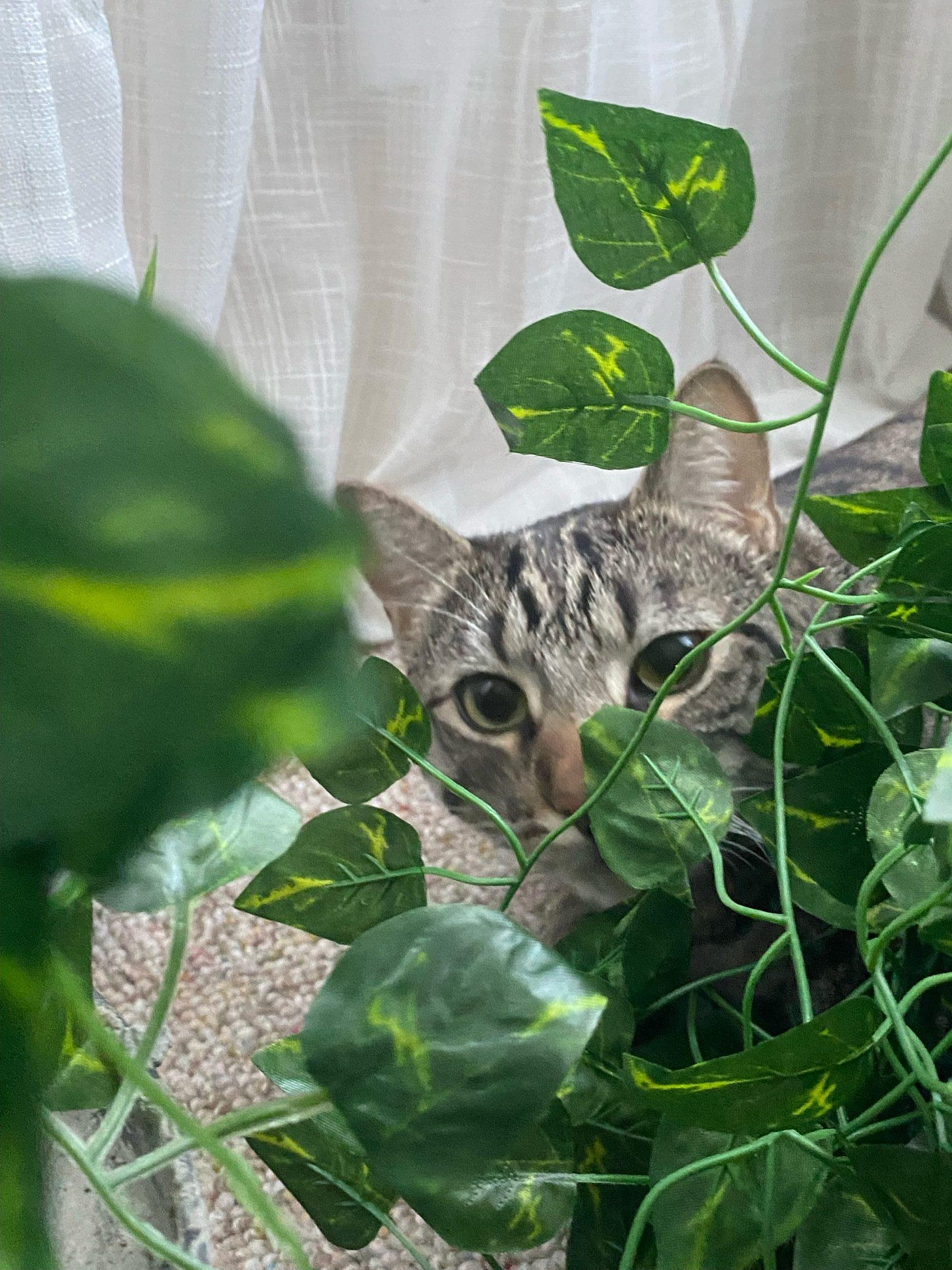 cat hiding in leaves cat hiding in leaves