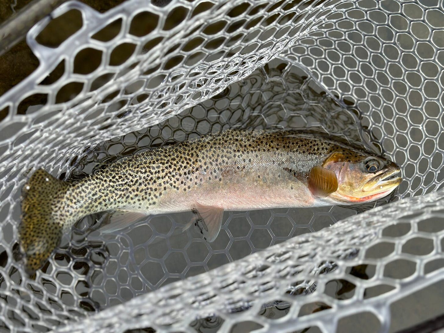 A cutthroat trout caught on a western Montana river.