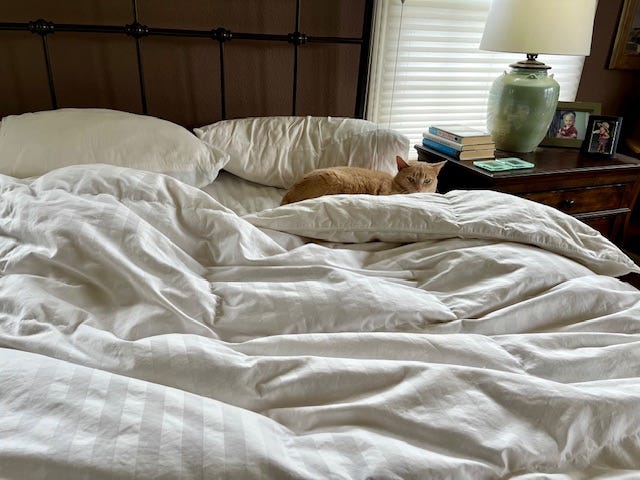 Picture of an unmade bed with a cat sleeping
