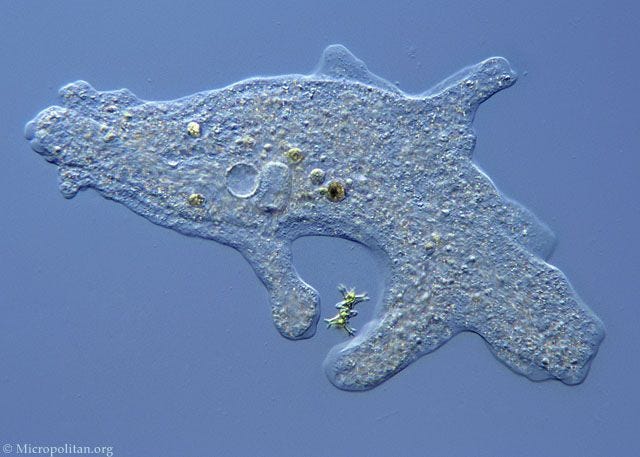 protists - Google Search | Protozoaires