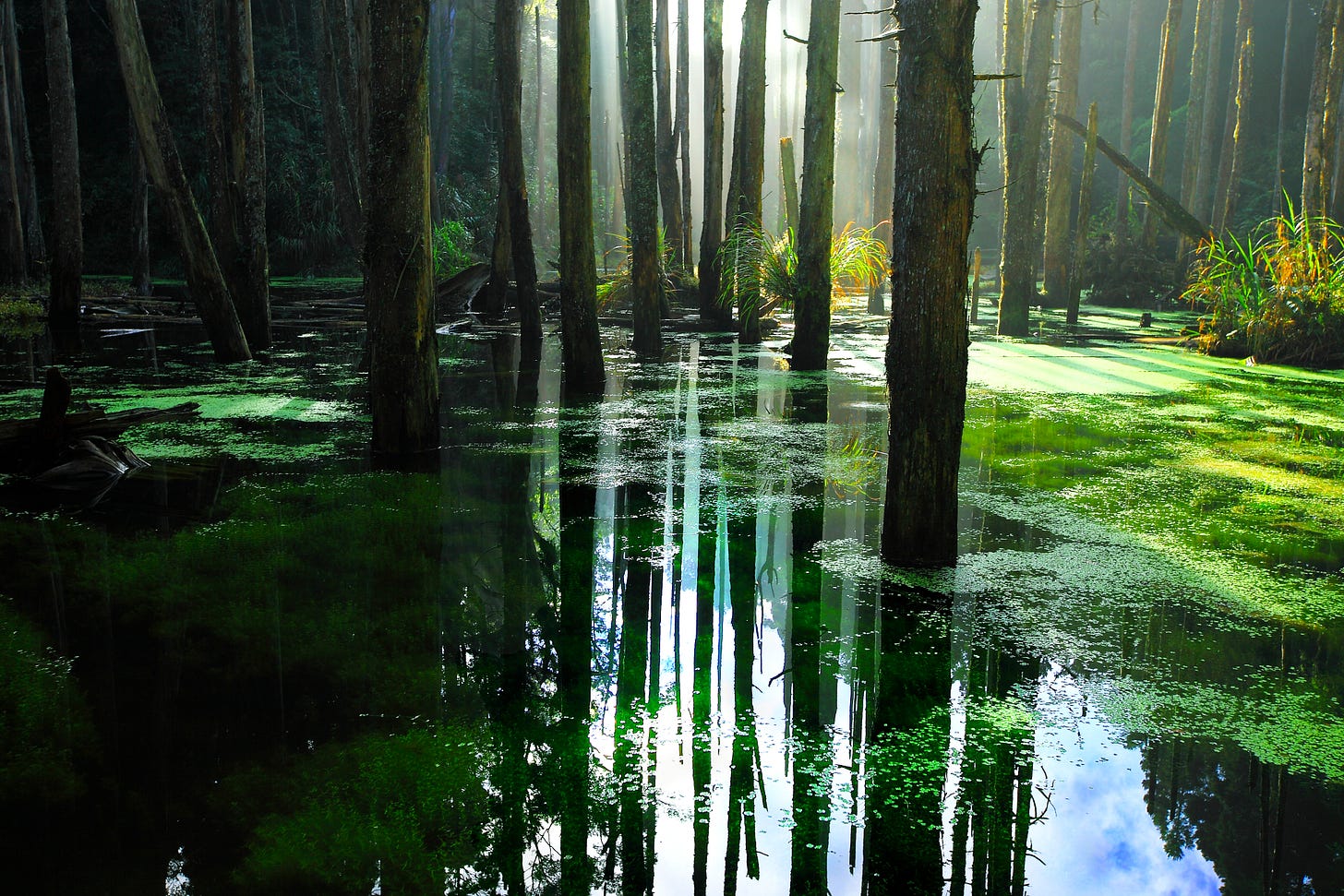 swamp reflections clarity