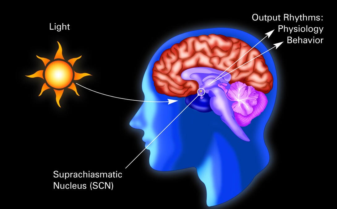 Circadian rhythm (with labels) | National Institute of General Medical Sciences Circadian rhythm (with labels) | National Institute of General Medical Sciences