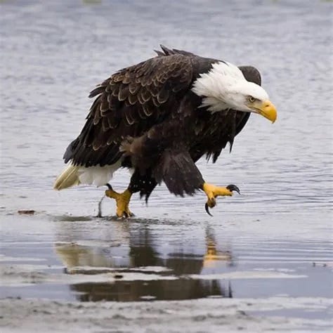 Where Is America's Gold and Why Does It Matter?