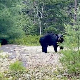 Bear Aware on MDI: Sightings Spread