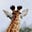 Loreen's avatar