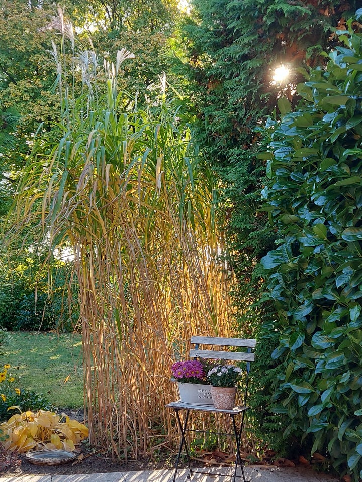 Golden days of autumn, moon above the tree, shimmering light in the garden