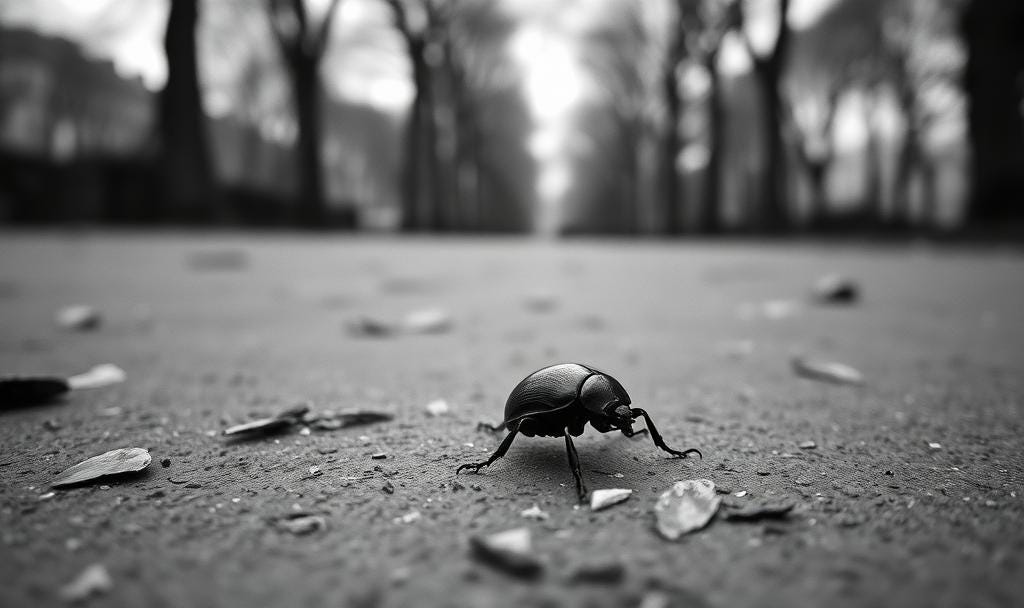 A small beetle in a park. B&W image. A small beetle in a park. B&W image.