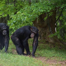 Project Chimps, Part 1