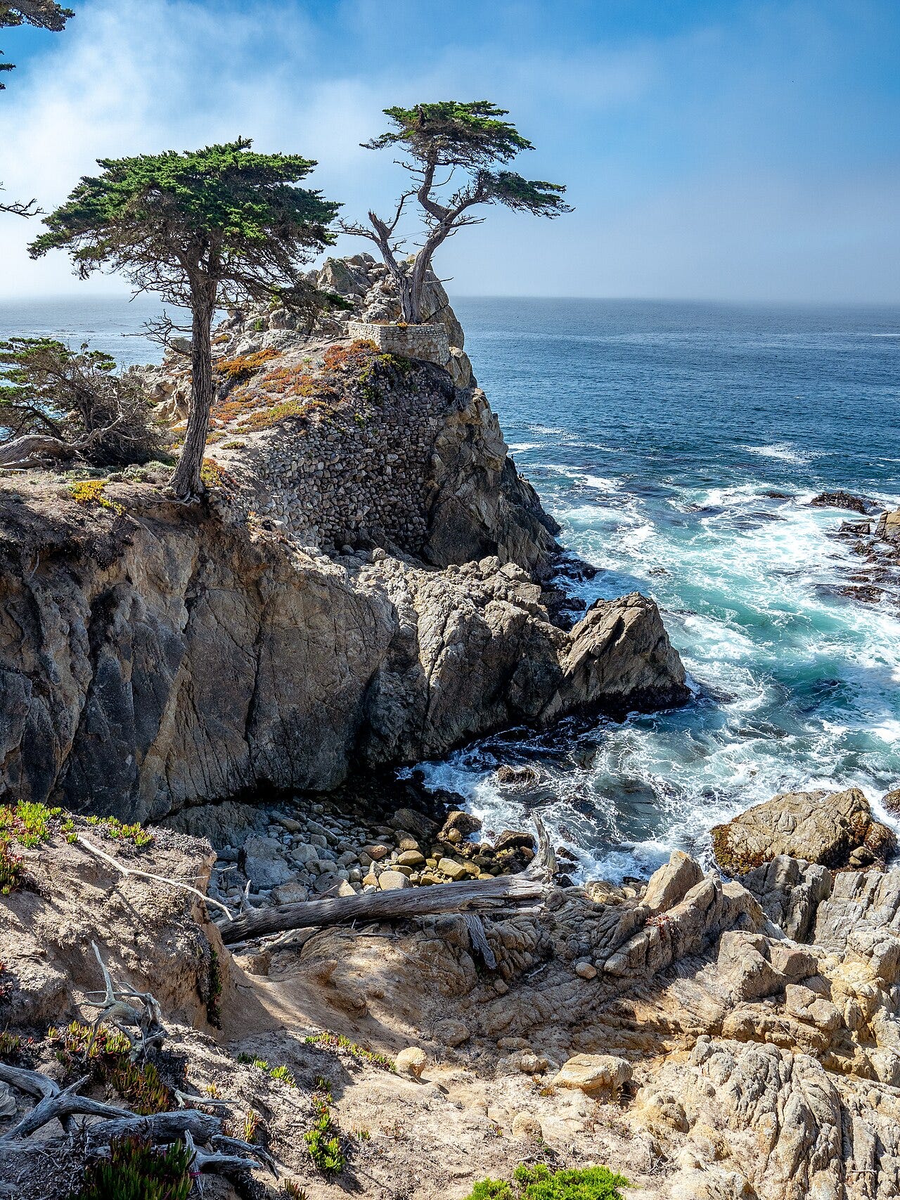 Lone Cypress showing its altered appearance, 2019 Lone Cypress showing its altered appearance, 2019