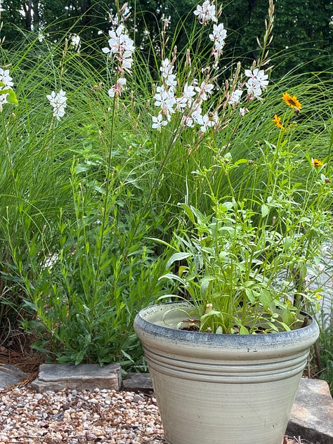 kitchen garden close ups