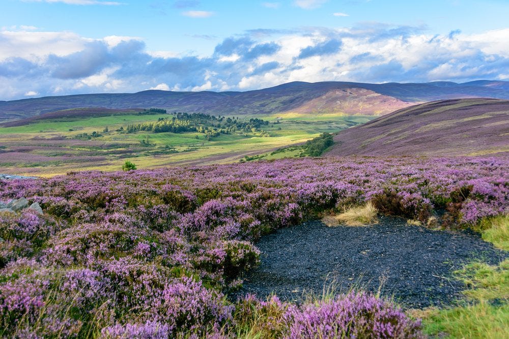 Cairngorms National Park (Official GANP Park Page)