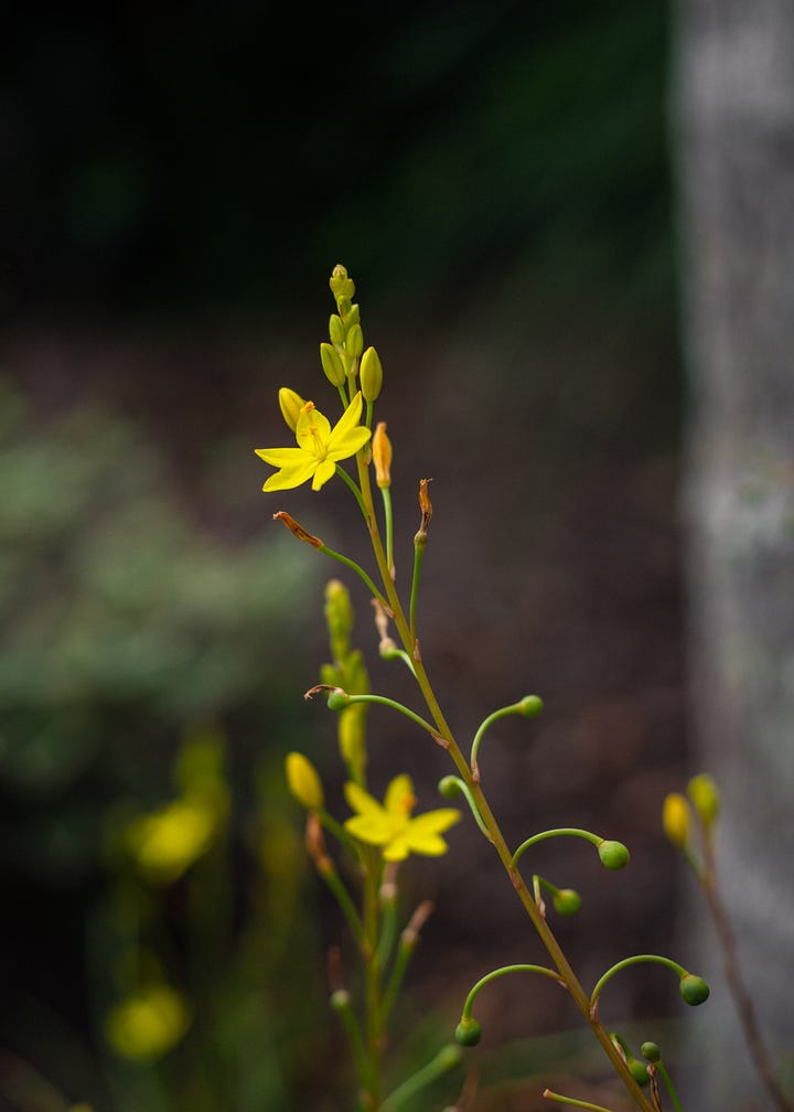 Australian native garden