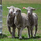 Ο κορωνοϊός αποκάλυψε την πιο δειλή κοινωνία όλων των εποχών, μέρος 2ο