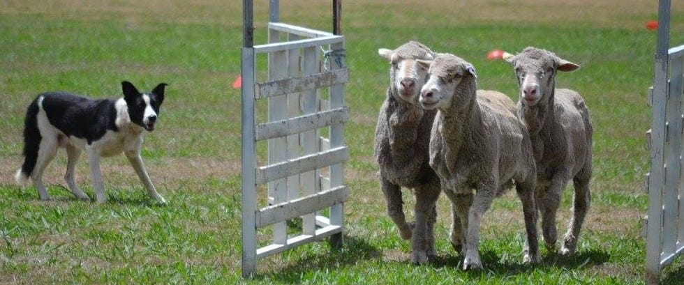 Herding Dog Training