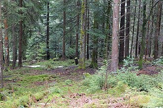 Trees and understory shrubs