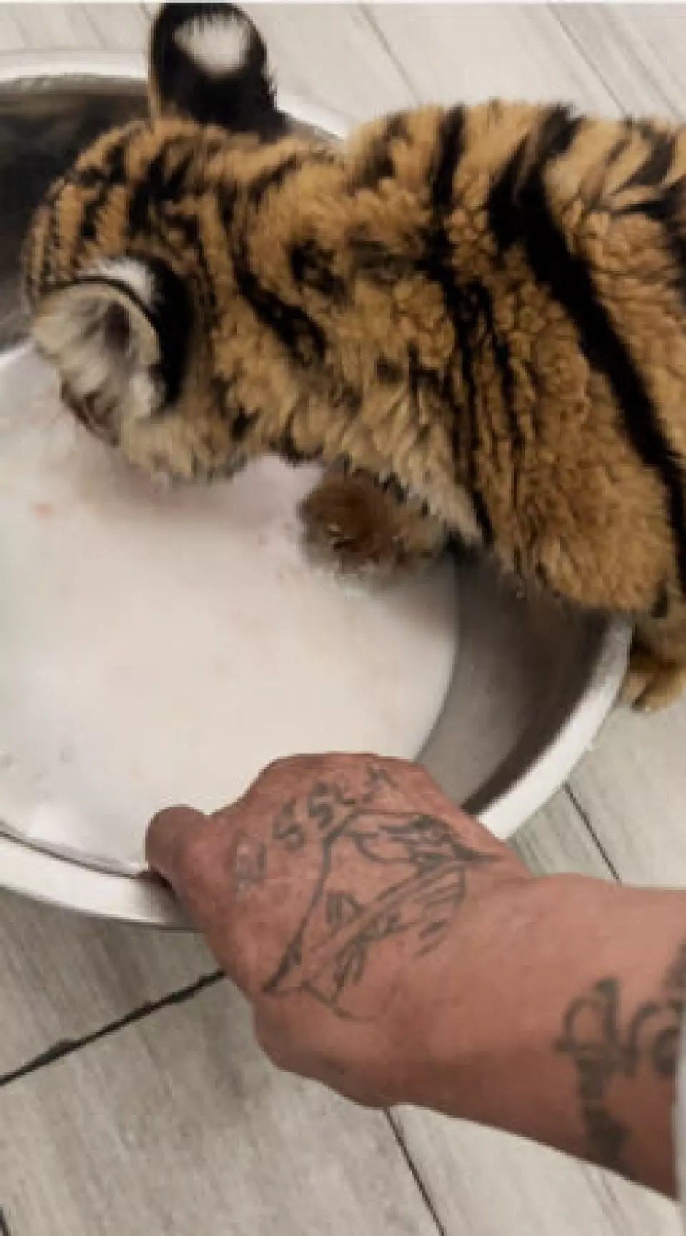 Federal agents linked the illegal tiger cub to Mendoza-Enriquez through a video showing his distinctive tattoos Federal agents linked the illegal tiger cub to Mendoza-Enriquez through a video showing his distinctive tattoos
