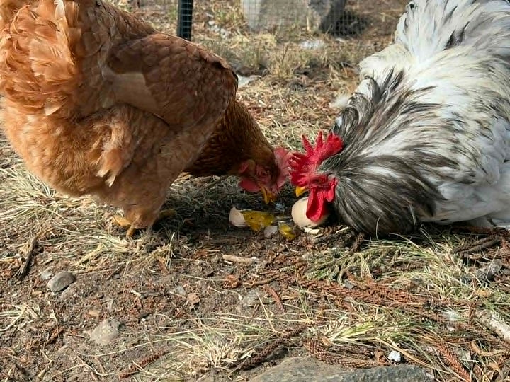 A little puffball of a grey rooster and an isa brown hen sit side by side