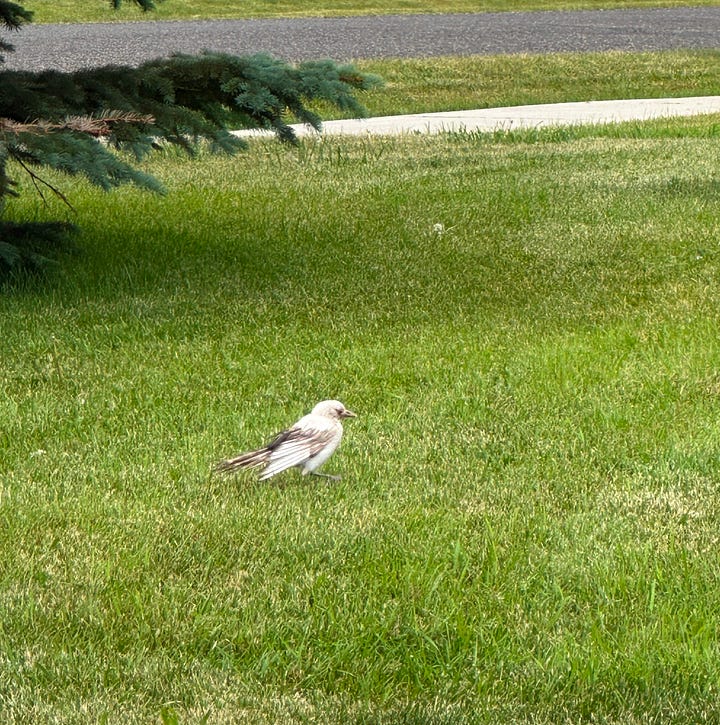 Picture of magpies, including a white one, on a lawn