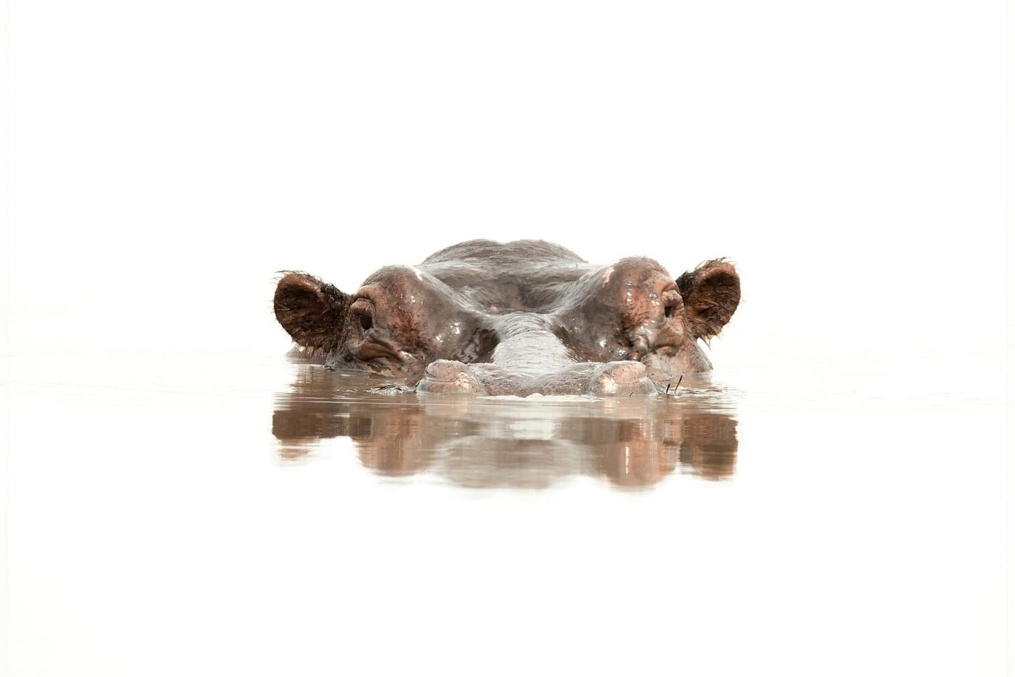 Hippo Floats