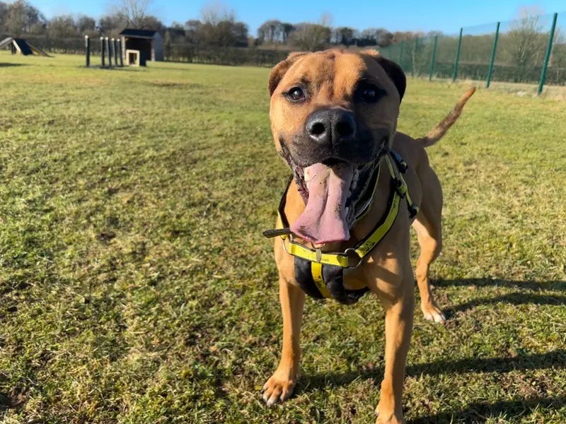 Christmas mission to find homes for 70 dogs