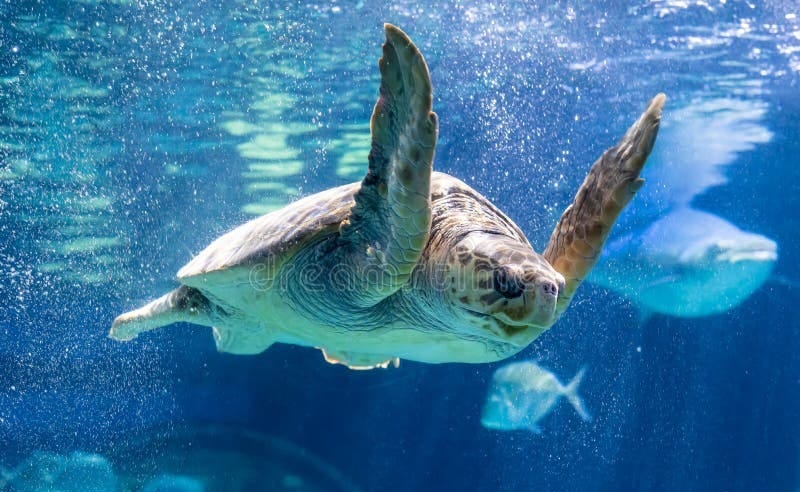 Tartaruga Marinha Está Nadando No Aquário. Foto de Stock - Imagem de fundo,  mergulho: 226360878