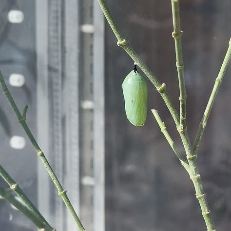 Pictures of caterpillers, chrysalis, and a newly hatched butterfly