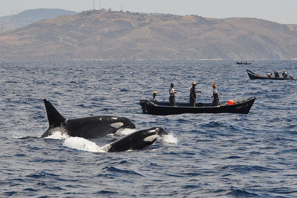 Orques et pêcheurs