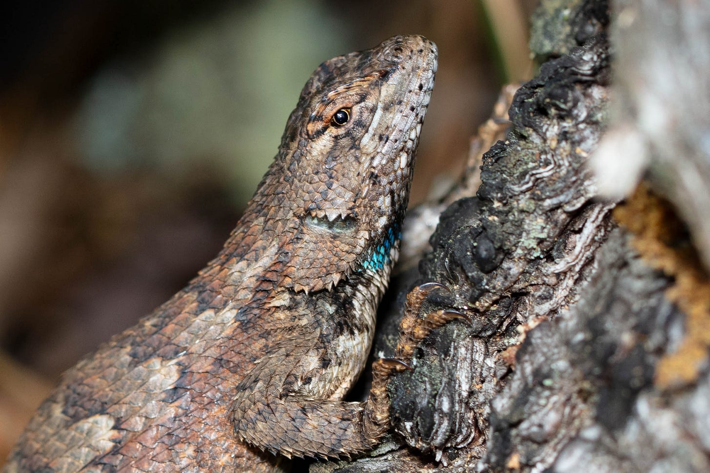 Close-up of a lizard with golden-brown scales, an iridiescent patch of turquoise at her neck, and golden eyes. Mostly her head and upper torso are visible, so her large, gravid belly is out of the frame.