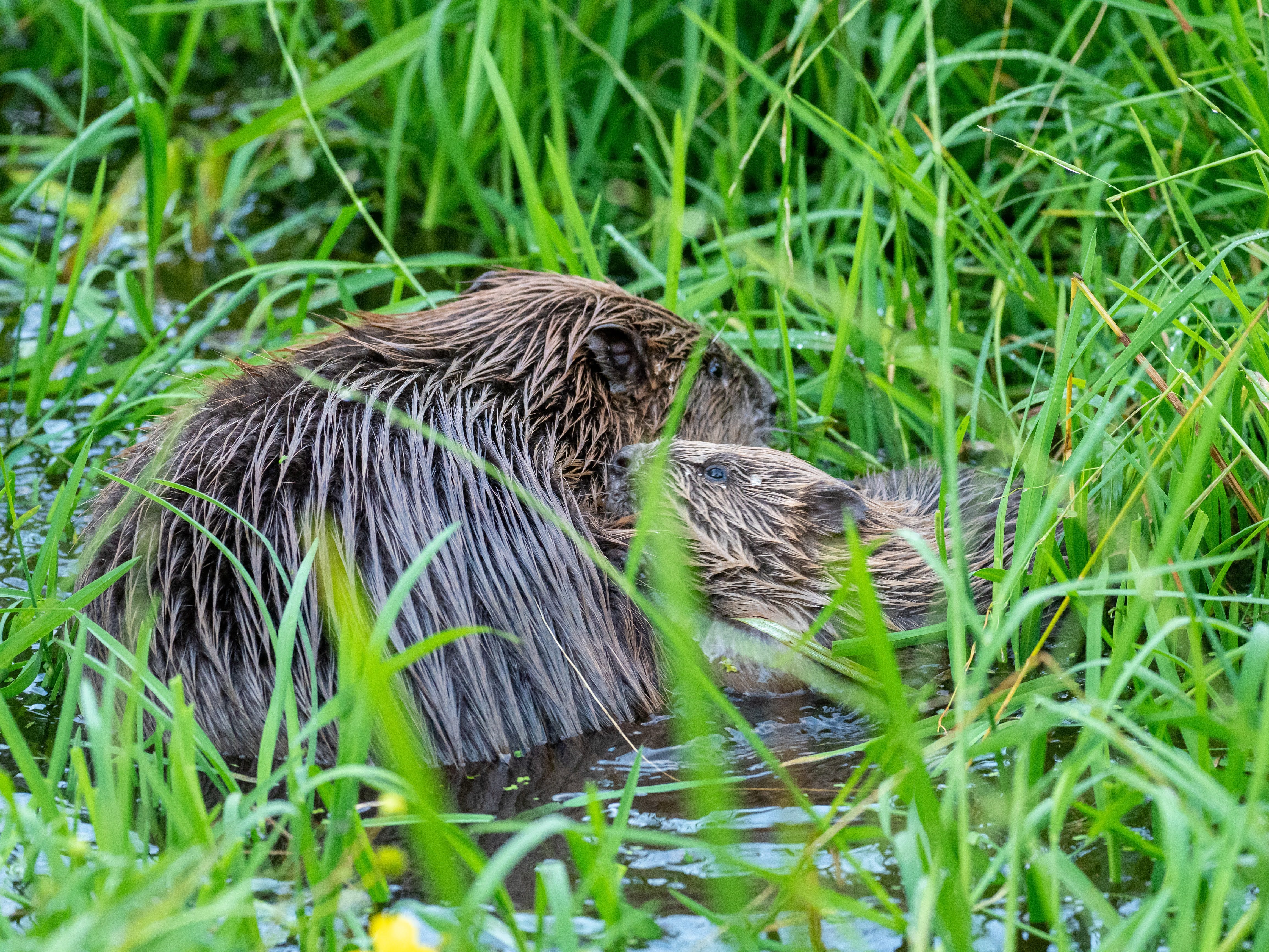 The Magic of Beavers - Byline Times