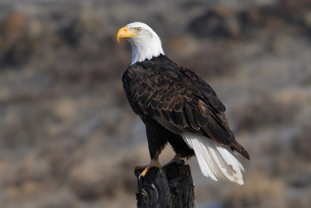 How Habitat Protections Under the Endangered Species Act Saved the Bald Eagle, America's Most Symbolic Animal