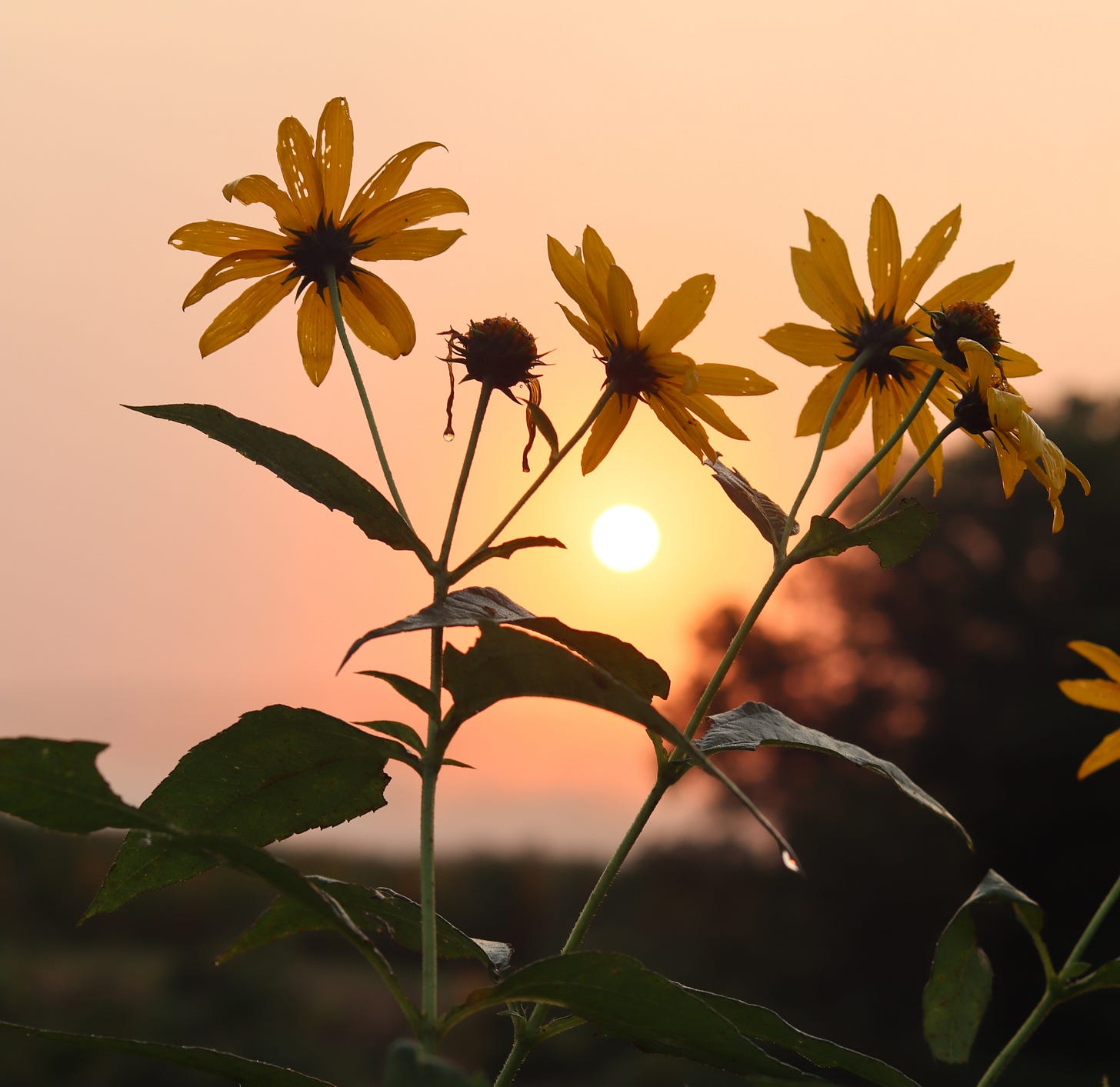 sunflowers with tiny holes in them for being old and the sun peering through the gaps