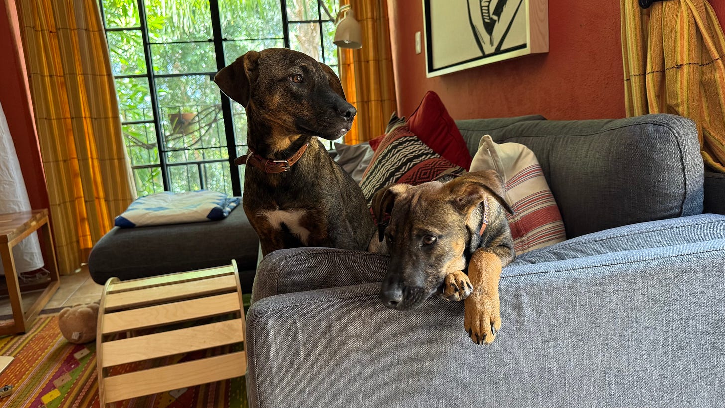 Two puppies on a couch.