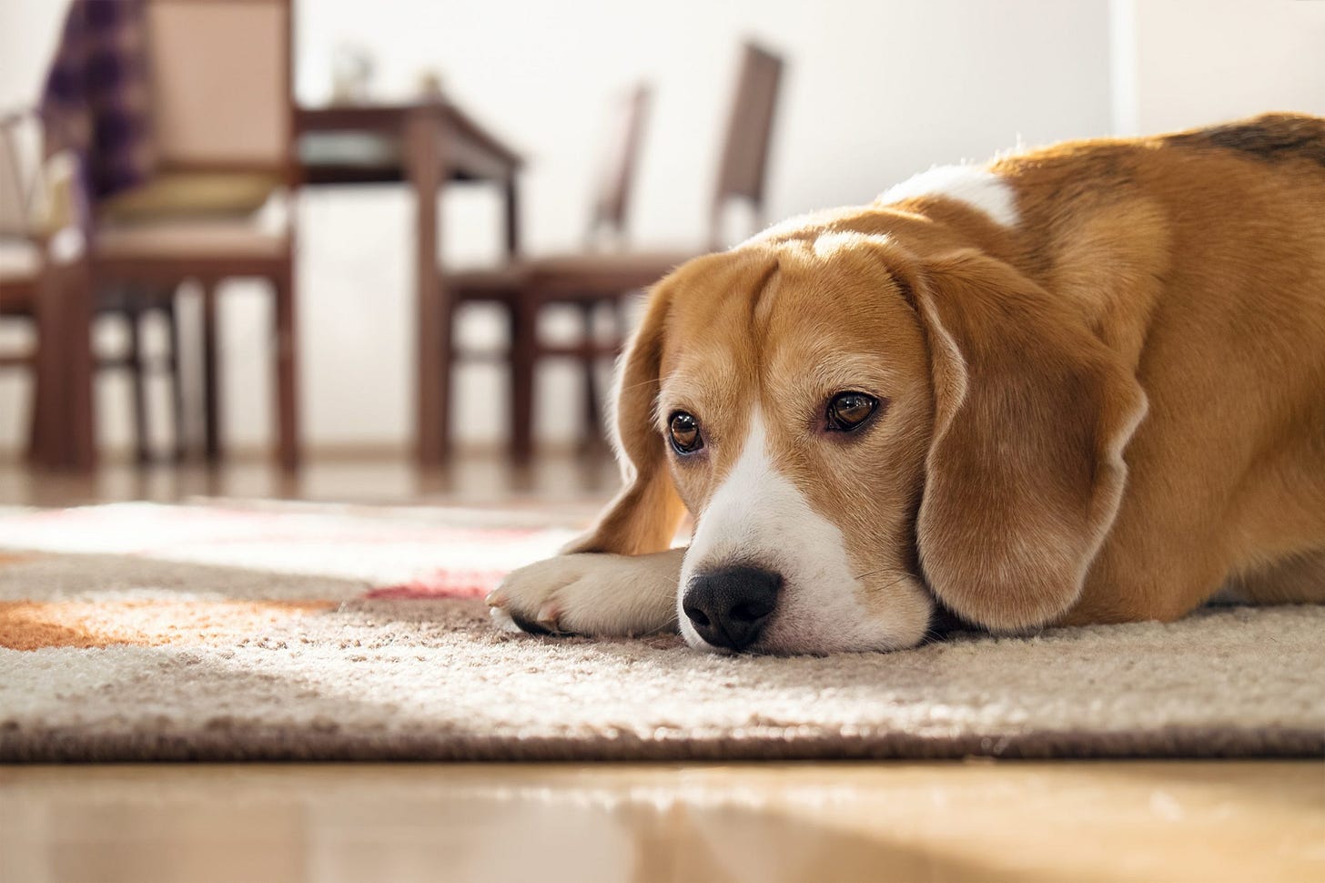 Leaving a dog alone at home: what you need to know — Boutiques d'animaux  Chico