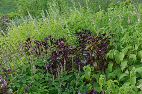basil plants in an herb garden