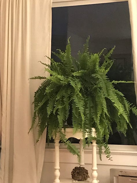 Eight pictures of houseplants. The center photo is a candle.